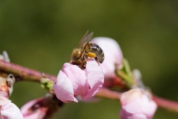 The western honey bee or European honey bee (Apis mellifera) on peach flower