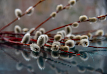 Easter composition of willow branches reflected in the glass surface.