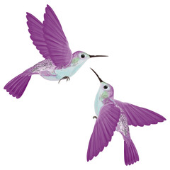 Hummingbird isolated. Vector illustration. EPS 10