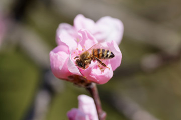 The western honey bee or European honey bee (Apis mellifera) on peach flower