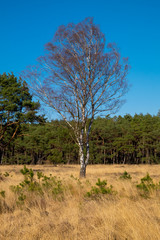 nature/forrest in Arnhem Netherlands