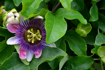 purple passion flower, passion flower