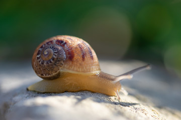 Big snail in shell crawling on road, summer day in garden
