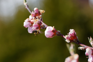 The western honey bee or European honey bee (Apis mellifera) on peach flower