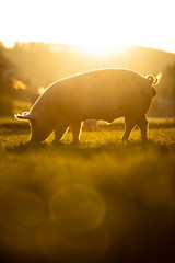 Pigs eating on a meadow in an organic meat farm - wide angle lens shot