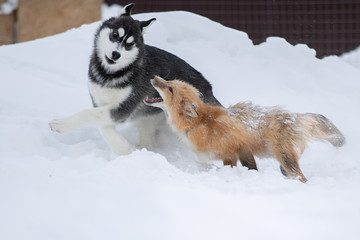 A Fox and a dog play together in the snow