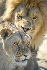 Gros plan d'une lion et lionne pendant leurs ébats  avec un beau regard calme sur un gros tronc d'arbre