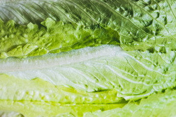 Gros plan sur des feuilles de salade verte romaine