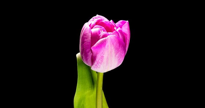Timelapse of red tulip flower blooming on black background,