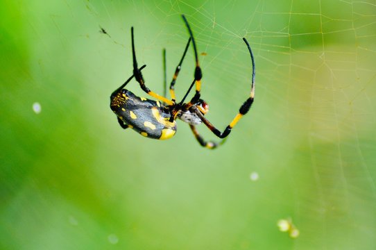 aranhas