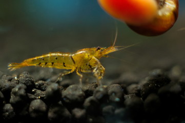 Caridina mariae aquarium shrimp underwater