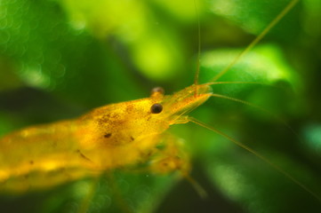 Caridina mariae aquarium shrimp underwater