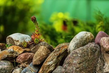 flower on a stone