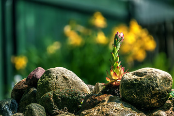 flower on a stone