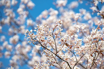 Kirschblüten