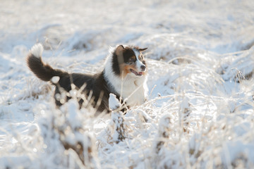 Fototapeta premium A dog of the Australian shepherd breed plays
