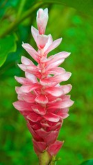 Pink ginger flower blooming in Costa Rica