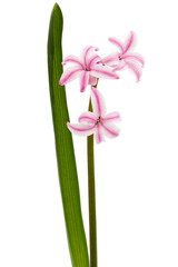 Pink flower of hyacinth, isolated on white background
