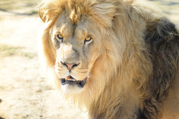 Naklejka premium Lew i lwica odpoczywają w jasnym letnim słońcu