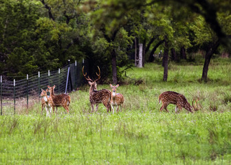 Naklejka na ściany i meble Herd of Axis deer in field