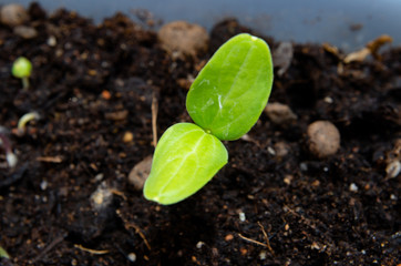 young plant in soil