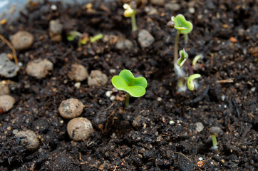 young plant in soil