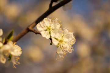 Cherry blossoms closeup.