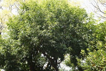 Quercus myrsinifolia (Bamboo-leafed oak) / Fagaceae evergreen tall tree.