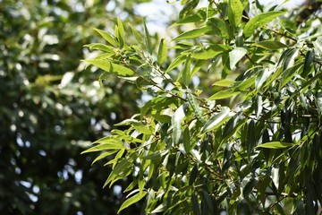 Quercus myrsinifolia (Bamboo-leafed oak) / Fagaceae evergreen tall tree.