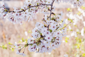 Fototapeta premium さくら