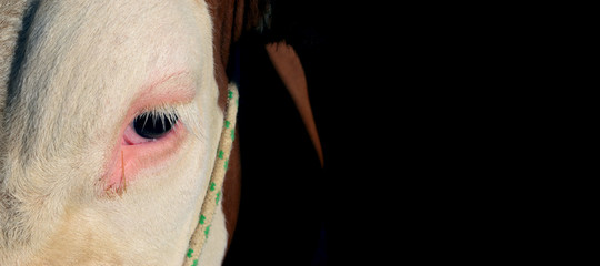close up of an ox eye