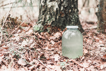 Birch juice in a glass jar. Spring juice collection