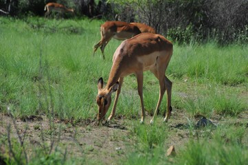 Ipala eating grass in the savannah