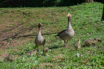 Graugans Familie mit vielen Küken am See