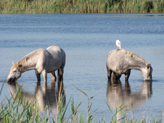 wild horses drink in a river together with a bird
