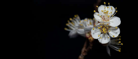 Apricot blooms at night on a black background. Place for the label. Spring changes in plant life. White flowers of fruit tree.