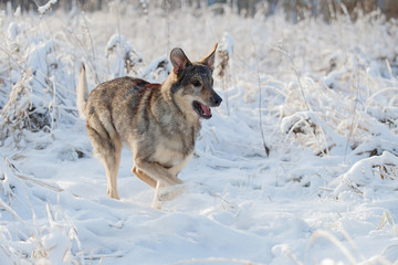 The dog is sitting in the snow
