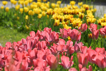 Obraz premium Tulipa ft9104_0462 Tulppaanit