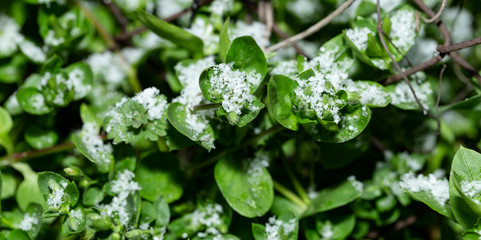 Cataclysm. Snow in the spring. The return of winter. Snow covered the grass. Weather anomaly.