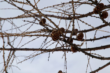 closeup bump on fir branches.
