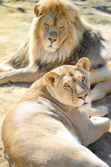 Lion et lionne se reposant sous un grand soleil d'été