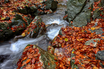 River in mountain in autumn with yellow foliage