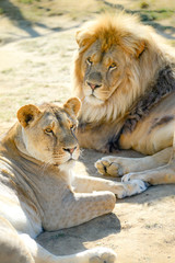 Lion et lionne se reposant sous un grand soleil d'été