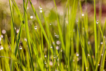 Morning dew on the plant in soft focus. Shallow depth of field