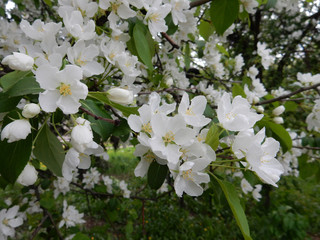 spring blooming delicate white flowers pear trees on a blurred background