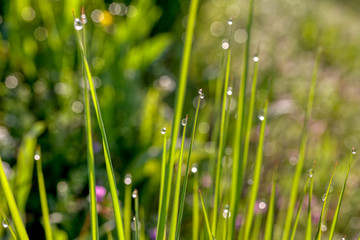 Morning dew on the plant in soft focus. Shallow depth of field
