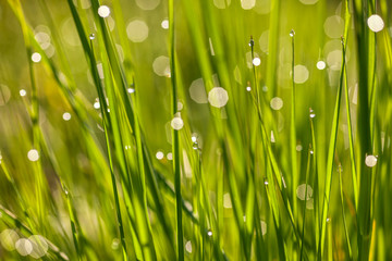 Fototapeta na wymiar Morning dew on the plant in soft focus. Shallow depth of field