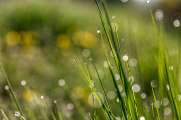 Morning dew on the plant in soft focus. Shallow depth of field