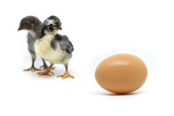 Chick and egg on a white background
