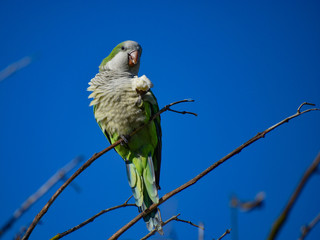 monk parakeet (myiopsitta monachus), or quaker parrot, with a piece of bread